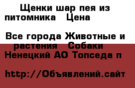 Щенки шар-пея из питомника › Цена ­ 15 000 - Все города Животные и растения » Собаки   . Ненецкий АО,Топседа п.